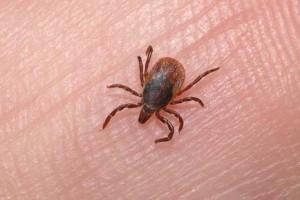Tratamiento para garrapatas