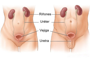 Tratamiento para uretritis