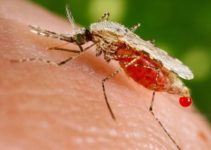 Tratamiento para la malaria